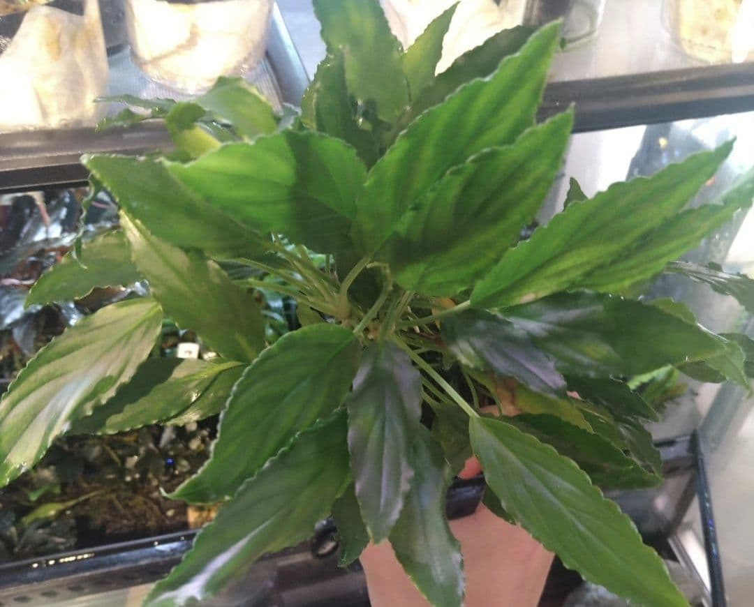 Homalomena aff. vitifolius 赤備 若蛙手