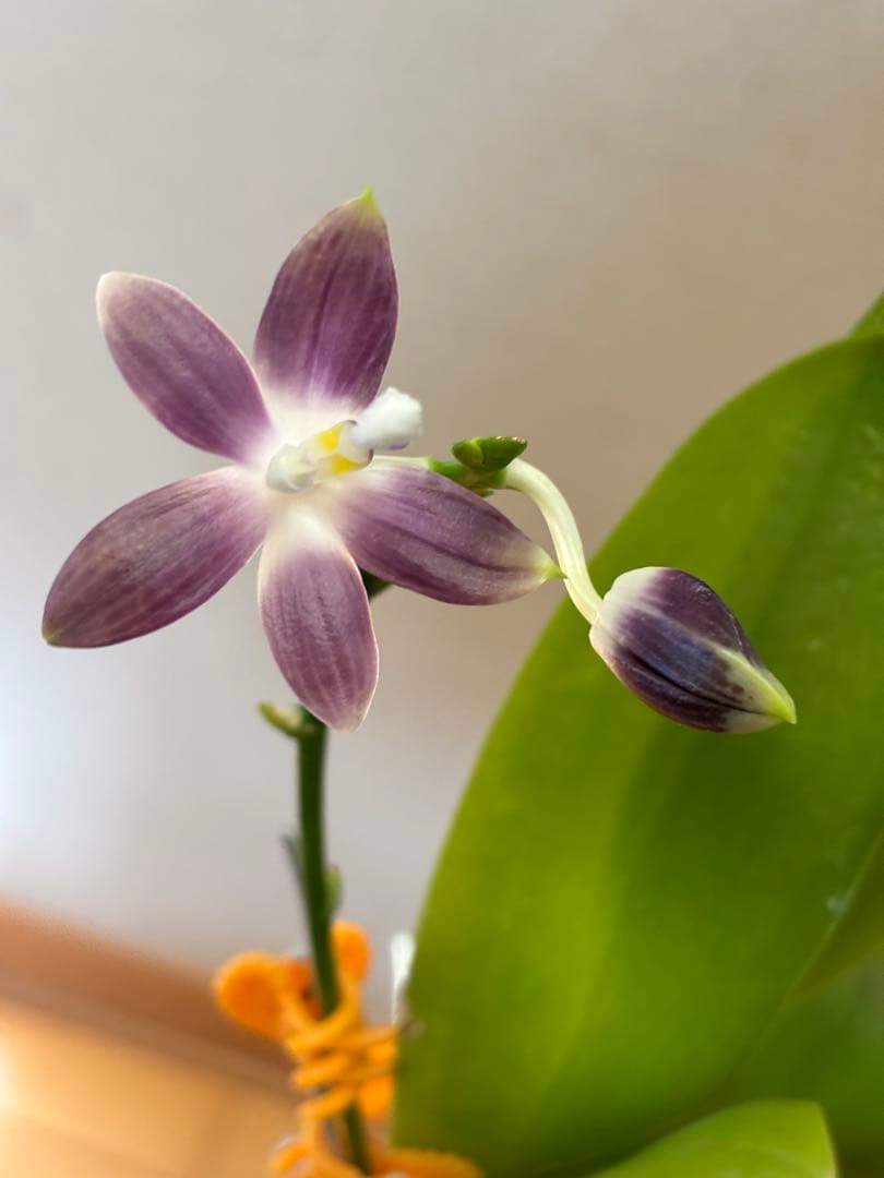 【開花優秀株=開花終了価格変更】胡蝶蘭原種　テトラピスコブラ’ウィルソン712’