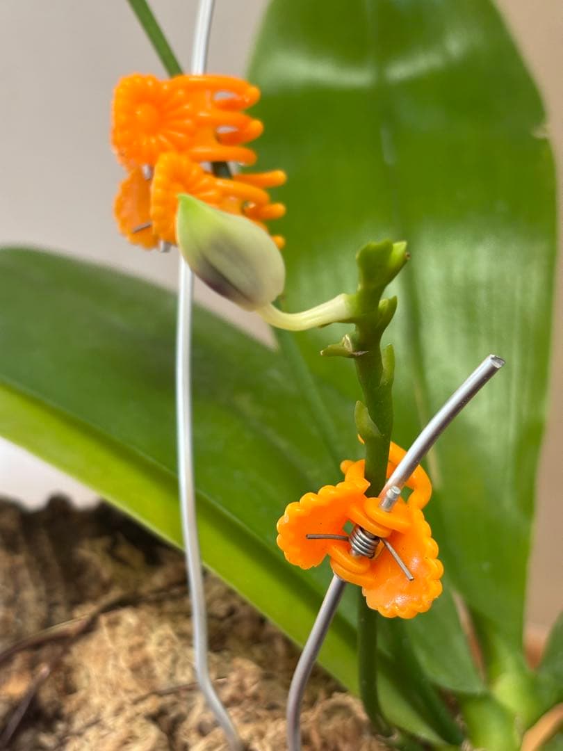 【開花優秀株=開花終了価格変更】胡蝶蘭原種　テトラピスコブラ’ウィルソン712’