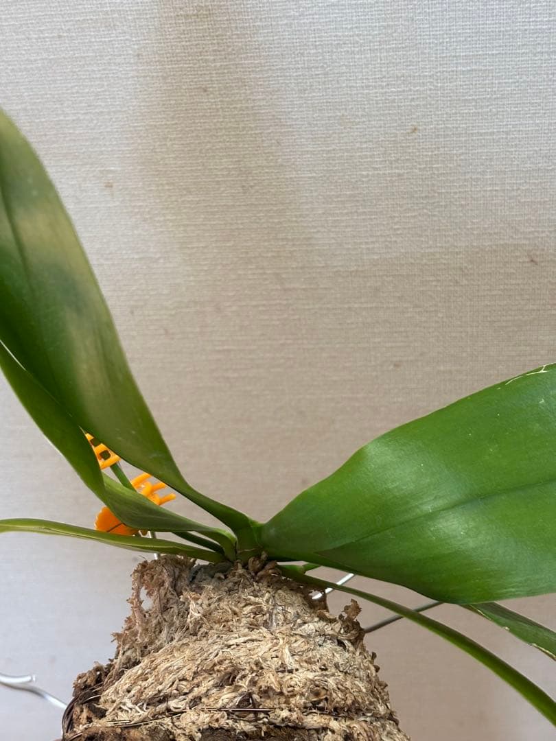 【開花優秀株=開花終了価格変更】胡蝶蘭原種　テトラピスコブラ’ウィルソン712’