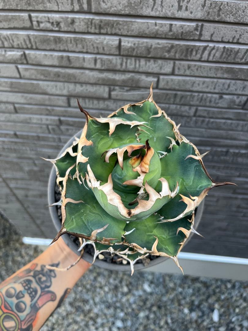 アガベ オアハカ実生 伝市鉢