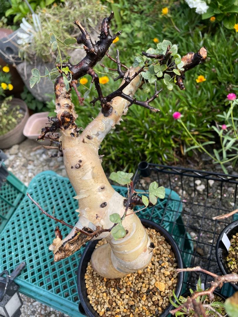 塊根植物 コミフォラ カタフ ピュア Commiphora kataf pure