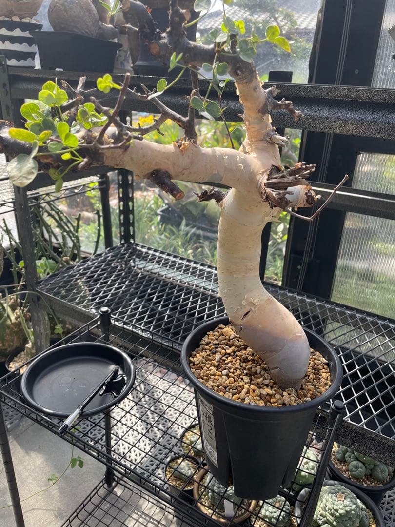 塊根植物 コミフォラ カタフ ピュア Commiphora kataf pure
