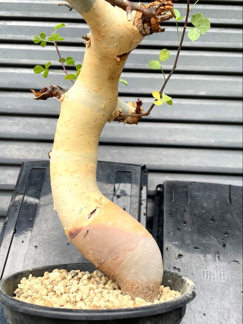 塊根植物 コミフォラ カタフ ピュア Commiphora kataf pure