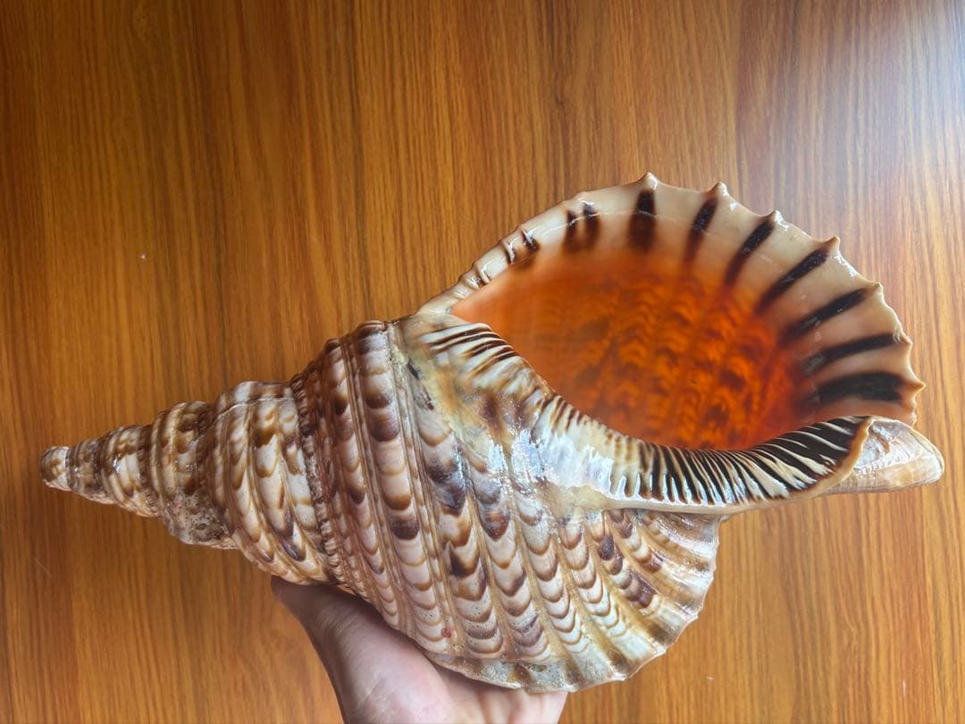 法螺貝　直線38.5cm (元々41.5cm)