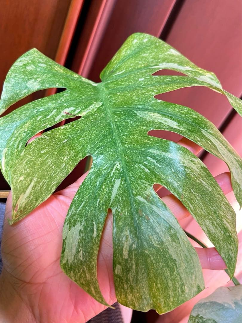 斑入りモンステラデリショーサグリーンスノー