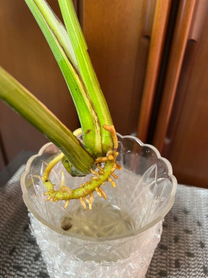 斑入りモンステラデリショーサグリーンスノー