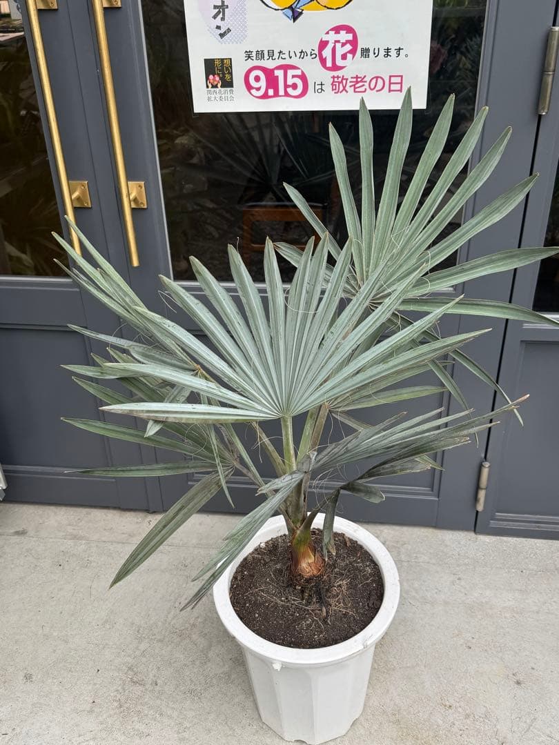 ビスマルキア　ノビリス