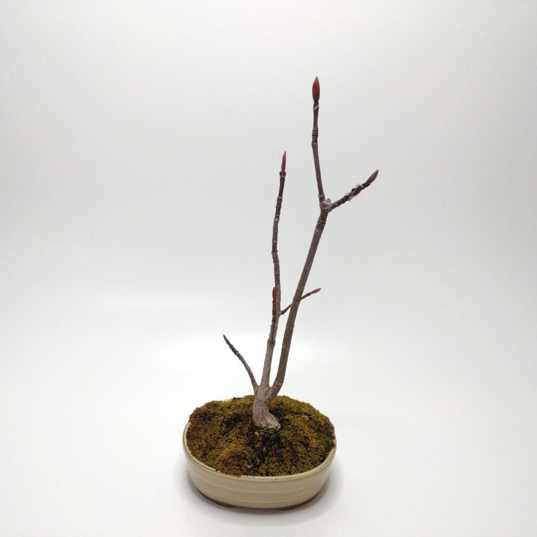 寒樹瓜膚楓（ウリハダカエデ）盆栽 SS003