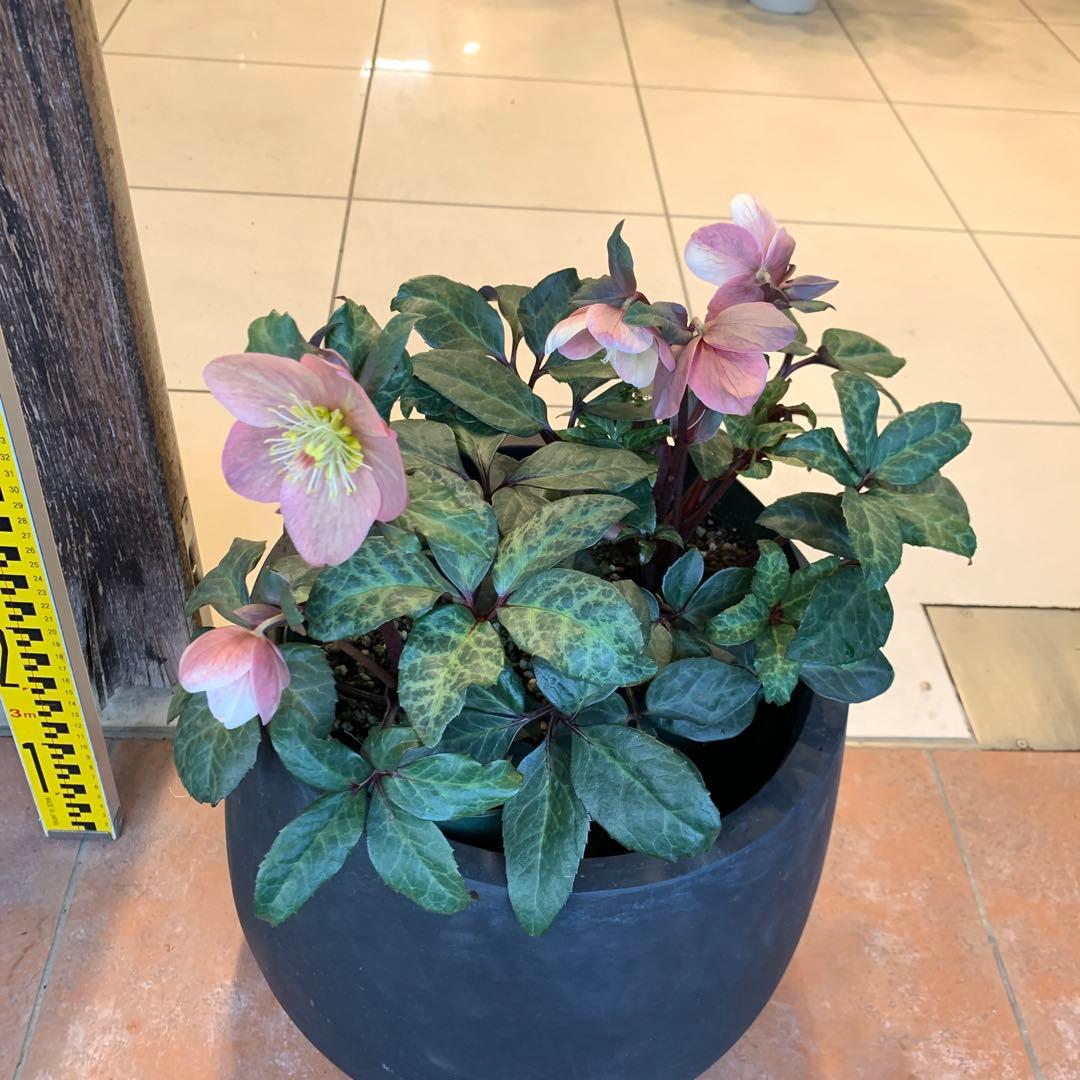 クリスマスローズ マエストロ ファイバー鉢