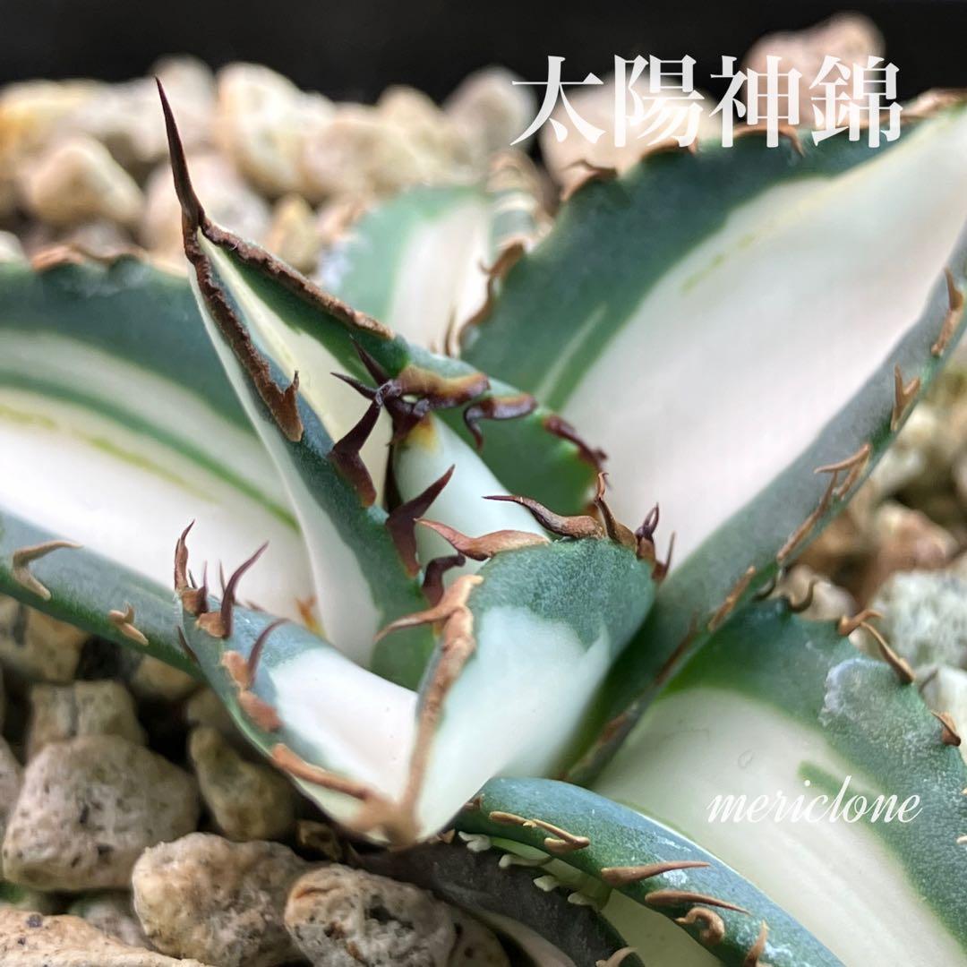 まかいきし様 リクエスト 2点 まとめ商品