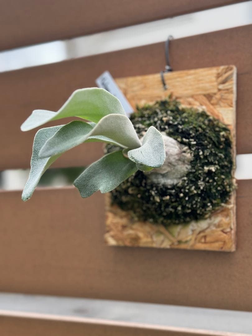 ビカクシダ P. HakunaMatata