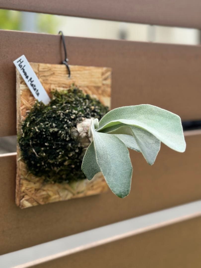 ビカクシダ P. HakunaMatata