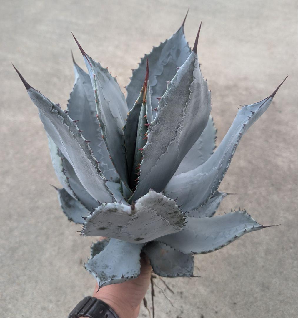 シュリベイマタペンシス 実生選抜株　極白肌・美株