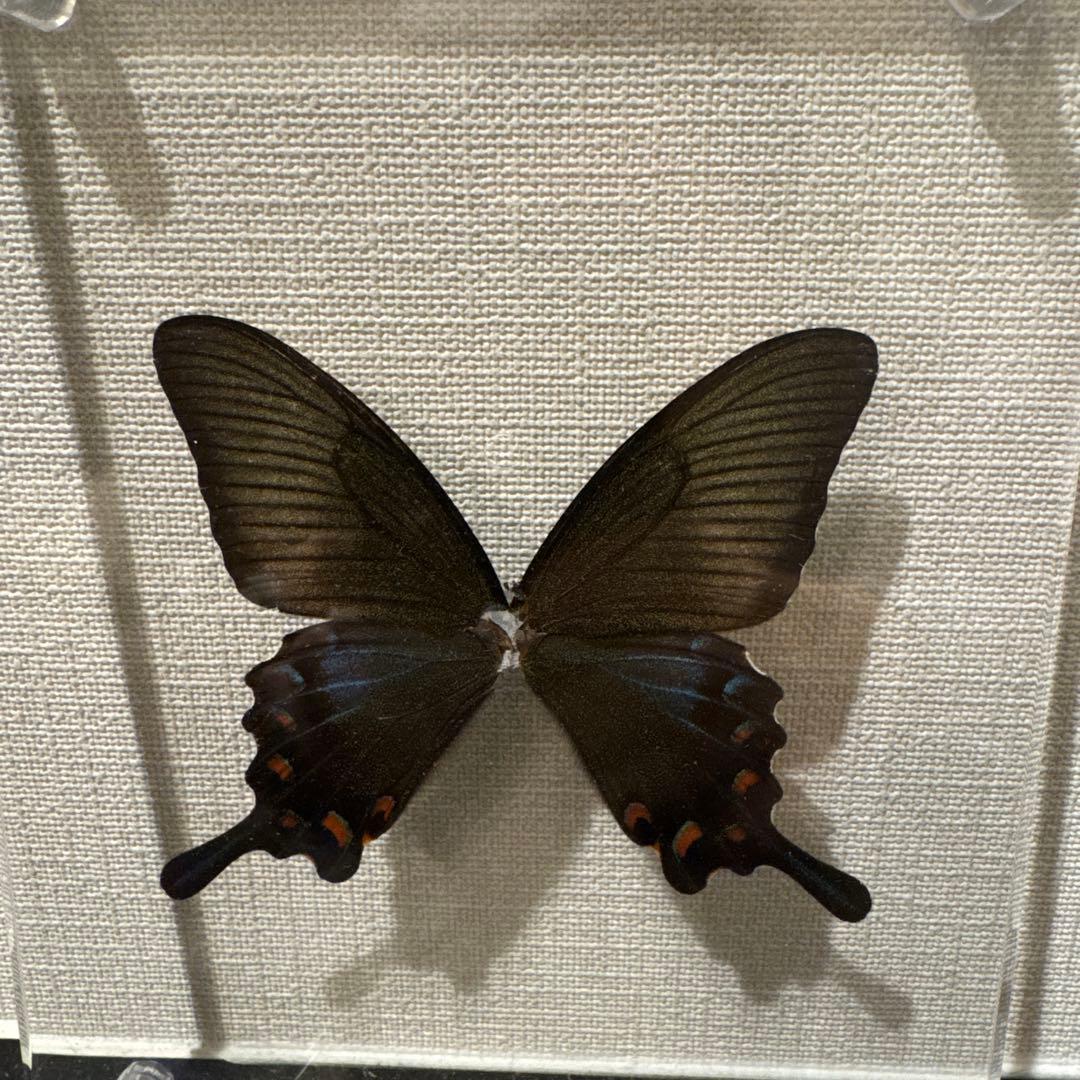 蝶の標本14匹セット