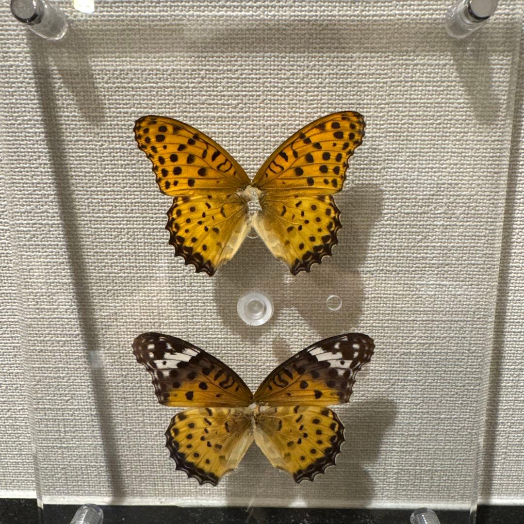 蝶の標本14匹セット