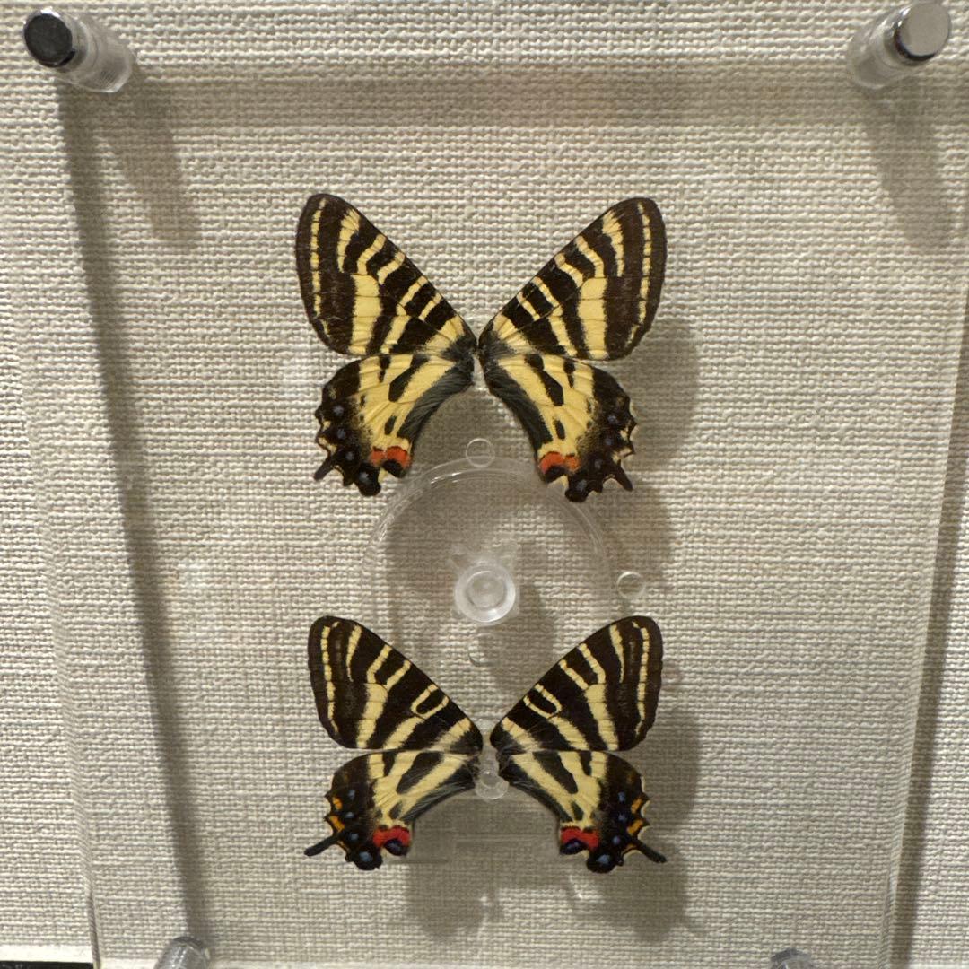 蝶の標本14匹セット