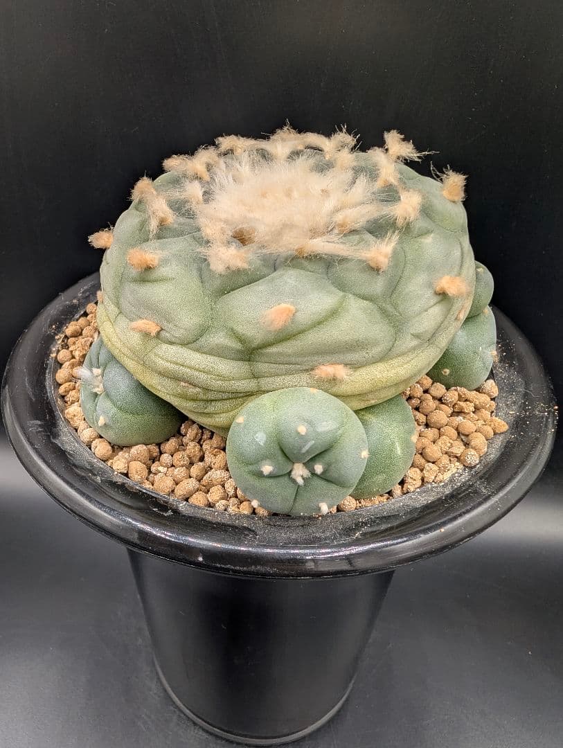 は*く様 銀冠玉 実生 鉢植えメルカリ便送料込み