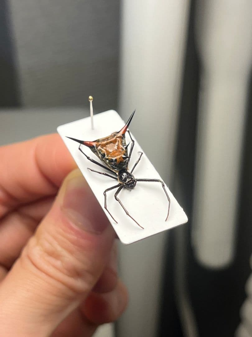 【標本】トゲグモ フレンチギアナハンツマン トゥルースパイダーマンティスムカデ