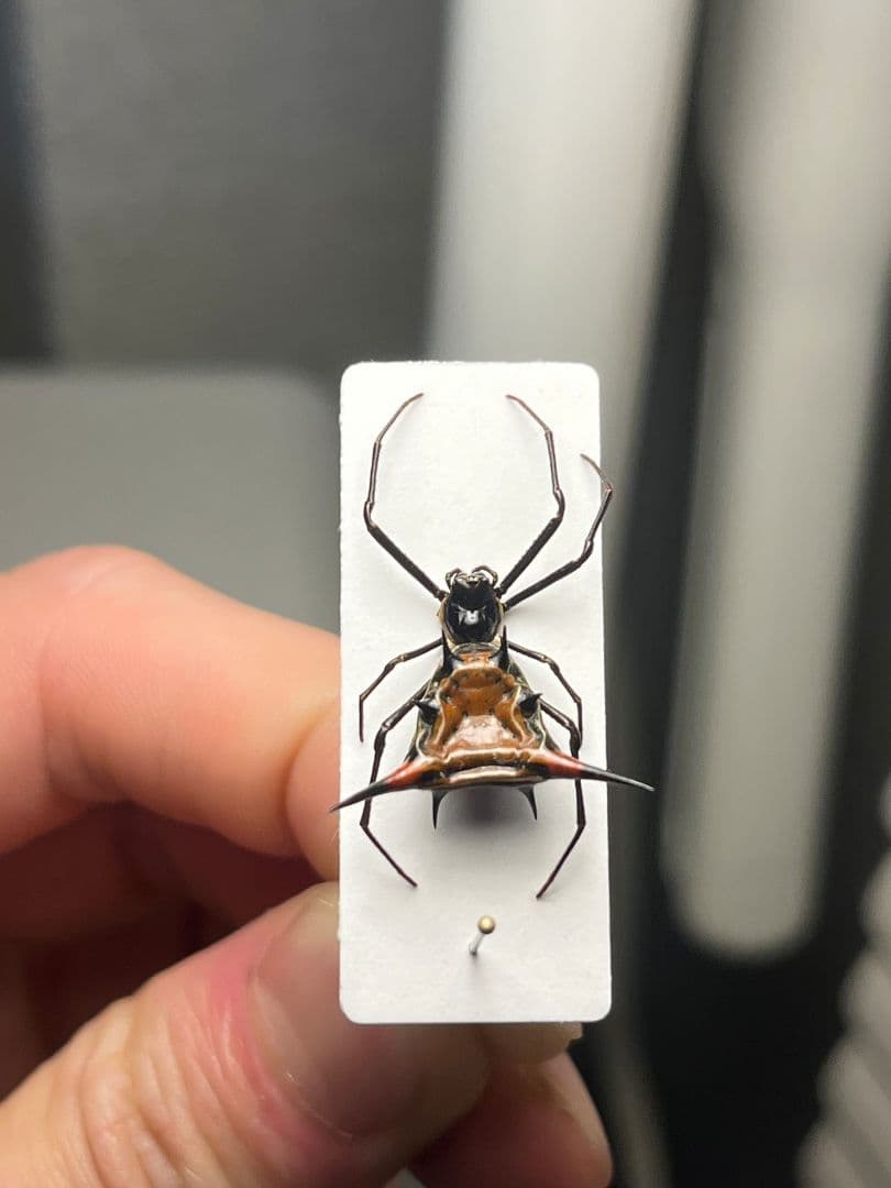 【標本】トゲグモ フレンチギアナハンツマン トゥルースパイダーマンティスムカデ