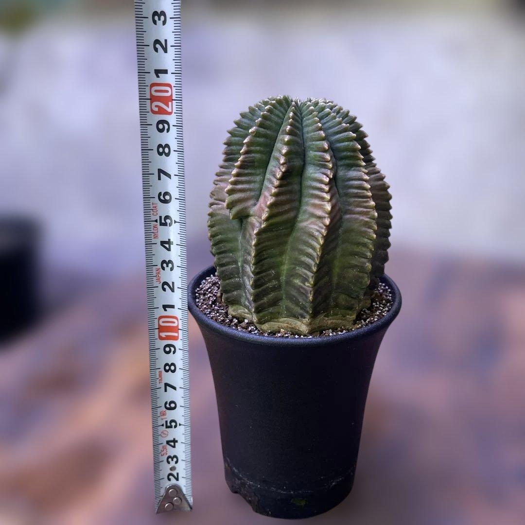 Gymnocalycium mihanovichii 棘無　綴化