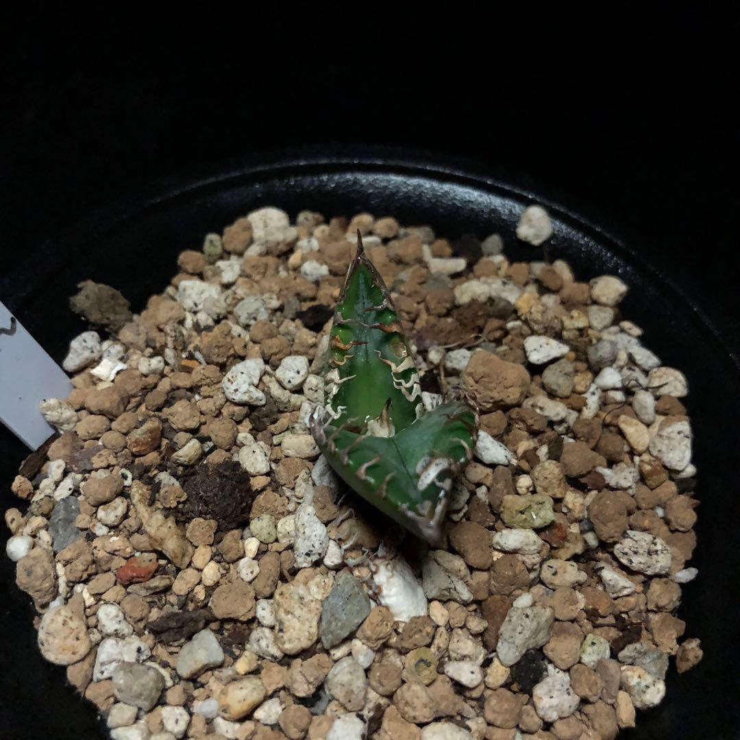 年末セールアガベチタノタ悪魔くん‼️10890-2890