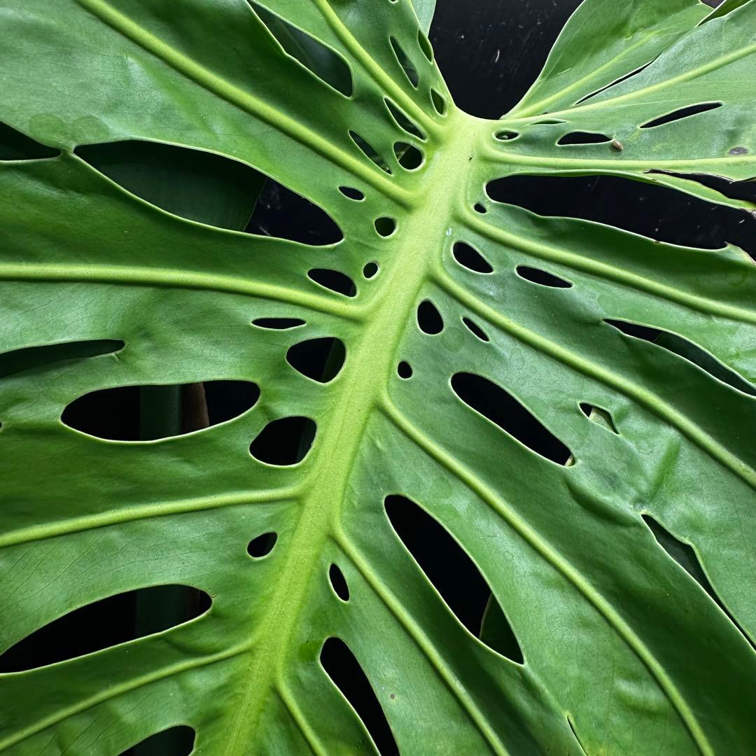 モンステラデリシオーサマクロコズム大型葉希少系統鉢植え高さ72㎝超大株