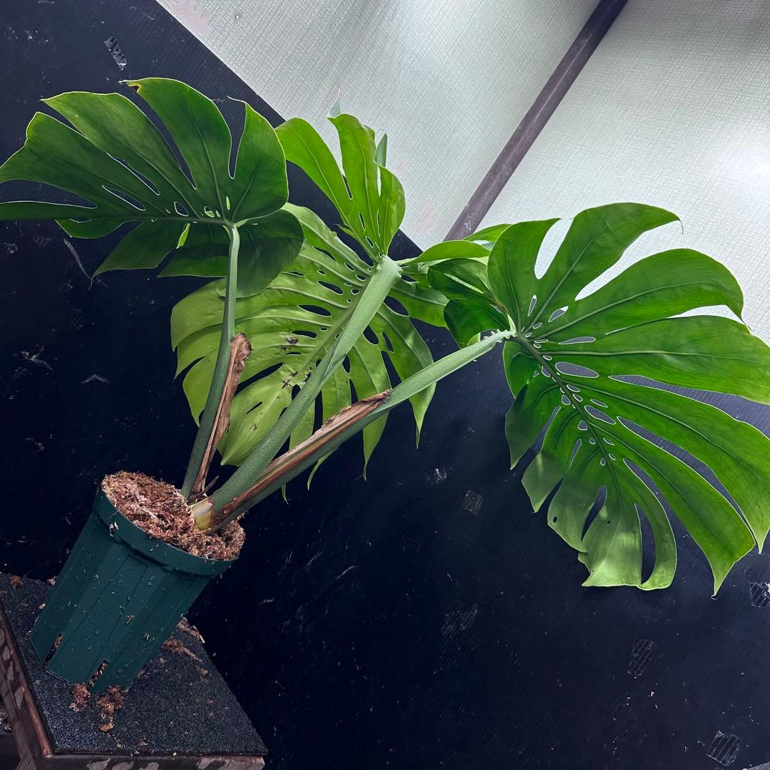 モンステラデリシオーサマクロコズム大型葉希少系統鉢植え高さ72㎝超大株