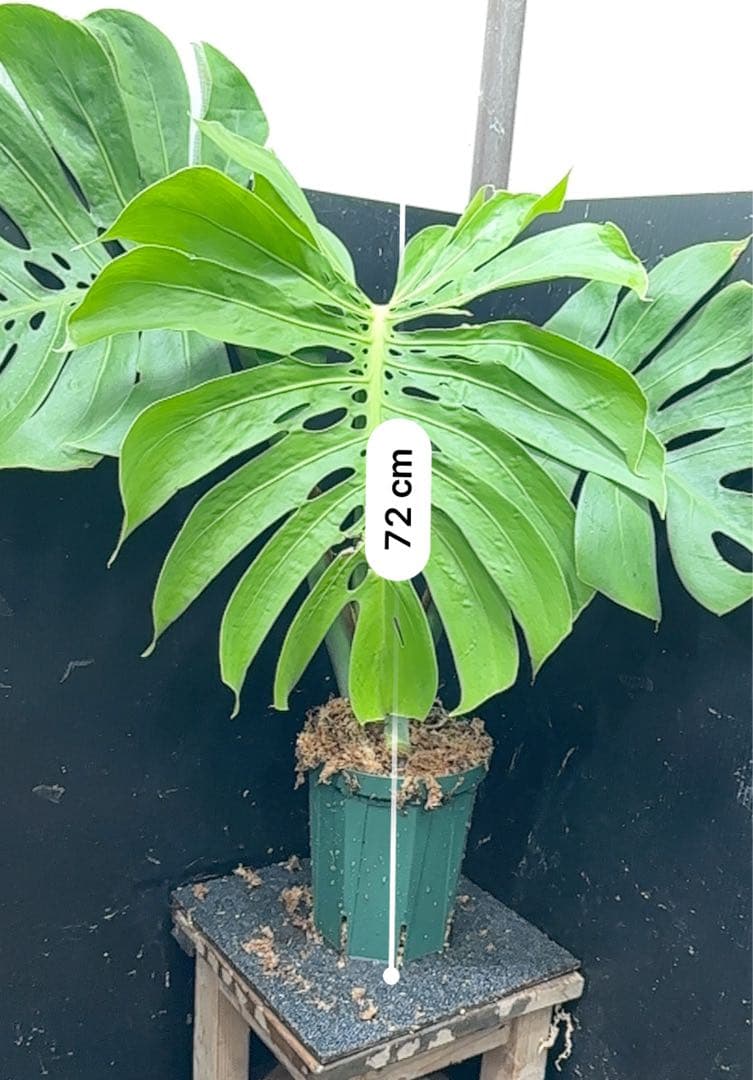モンステラデリシオーサマクロコズム大型葉希少系統鉢植え高さ72㎝超大株