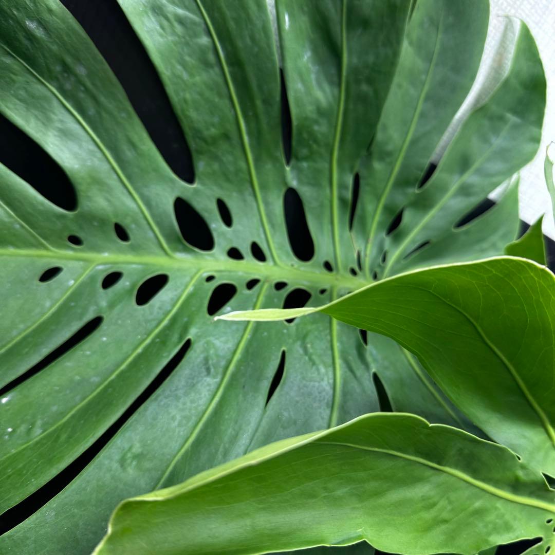 モンステラデリシオーサマクロコズム大型葉希少系統鉢植え高さ72㎝超大株