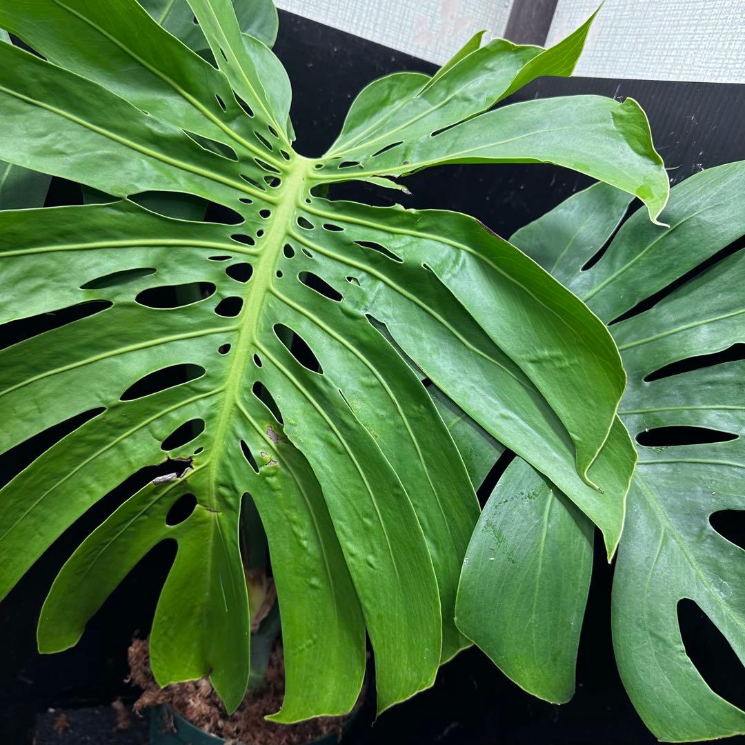 モンステラデリシオーサマクロコズム大型葉希少系統鉢植え高さ72㎝超大株