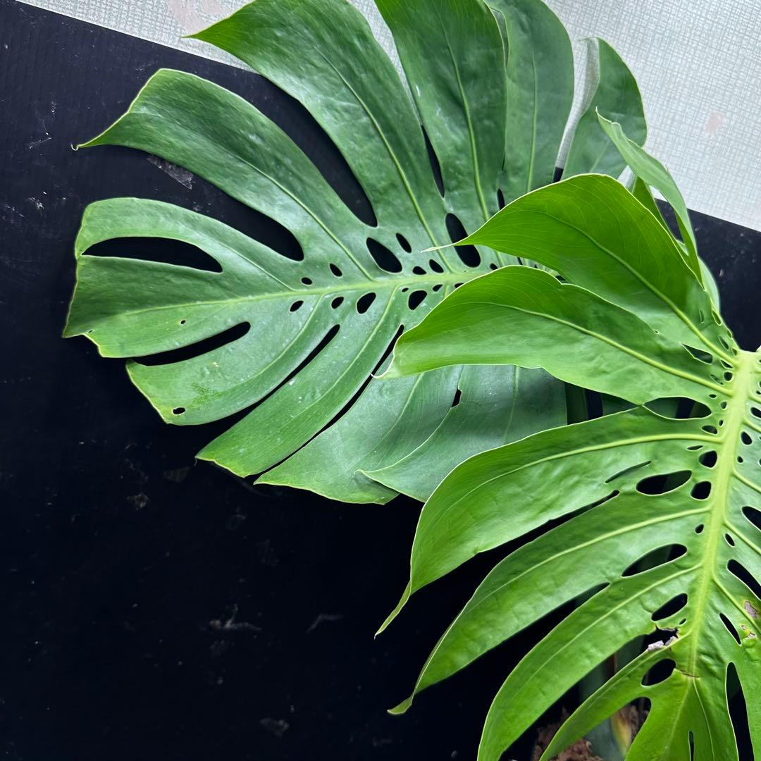 モンステラデリシオーサマクロコズム大型葉希少系統鉢植え高さ72㎝超大株