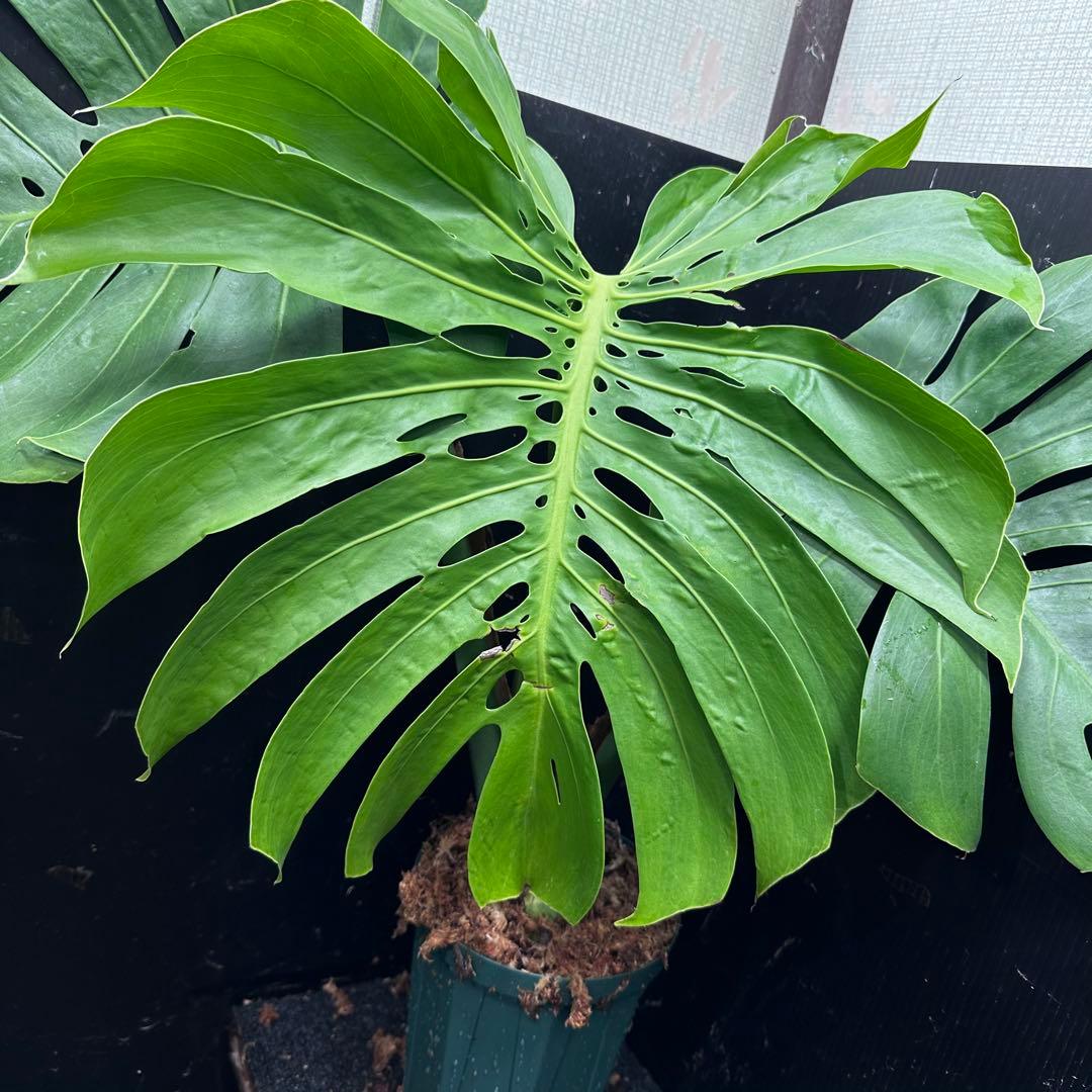 モンステラデリシオーサマクロコズム大型葉希少系統鉢植え高さ72㎝超大株
