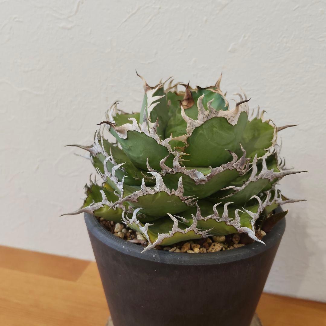 特選 チタノタ フィリグリー (シーザー パキポディウム グラキリス SRL )