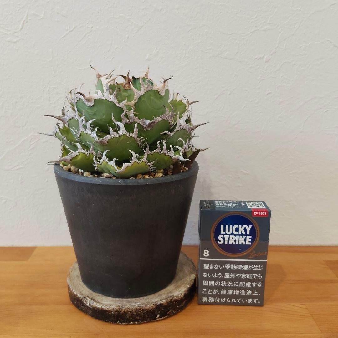 特選 チタノタ フィリグリー (シーザー パキポディウム グラキリス SRL )