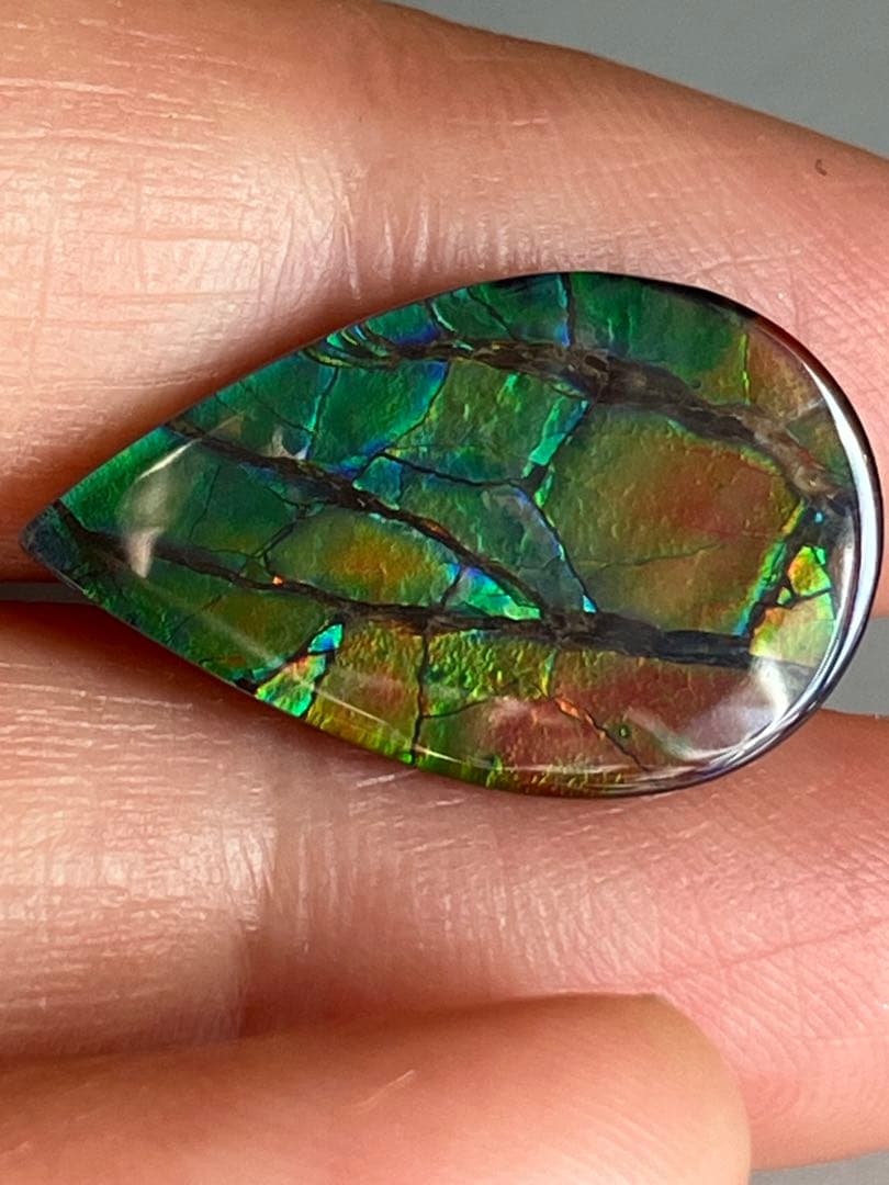 アンモライトルース　化石　原石　幅2.2cm 美品