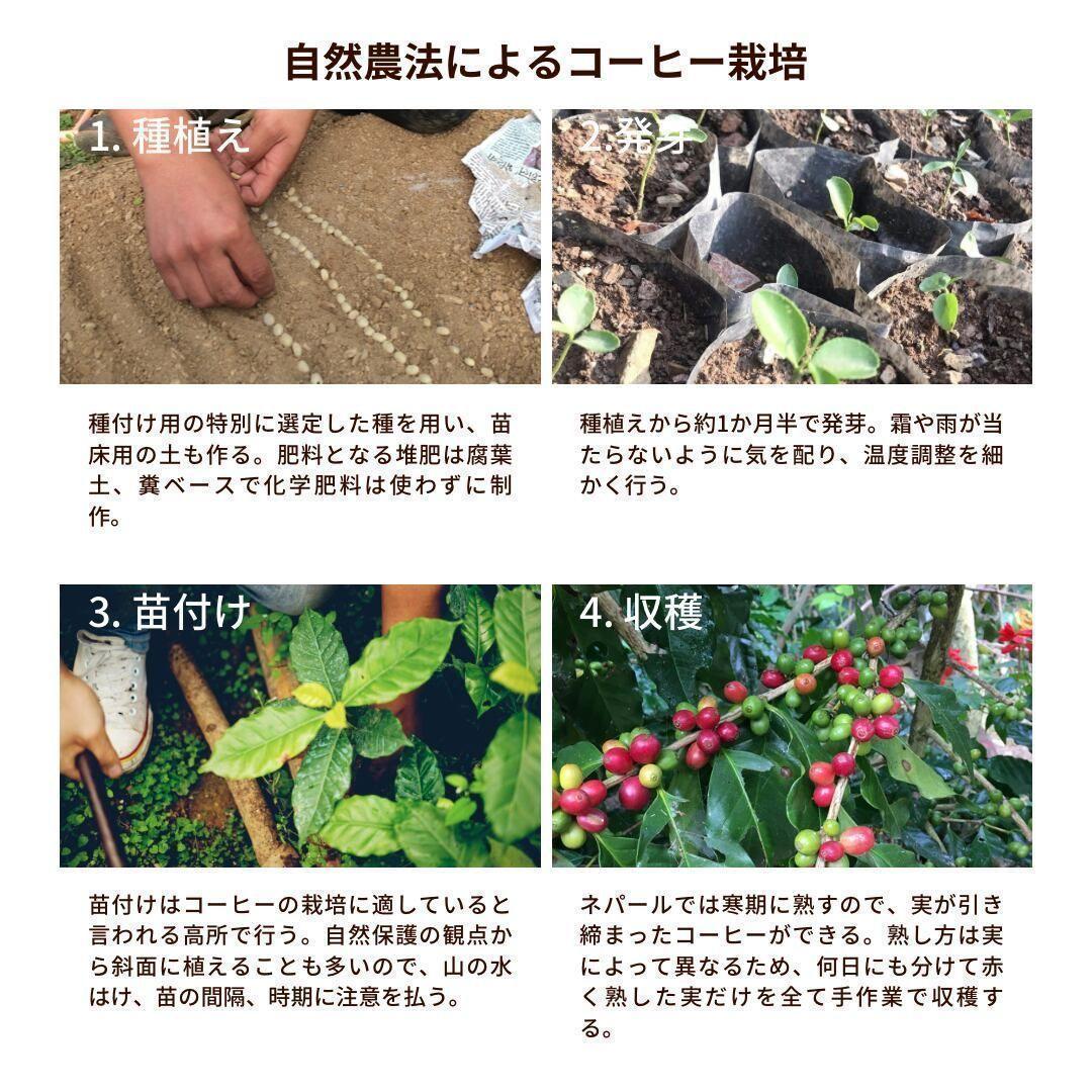 ★オーガニックコーヒー ストロング フェアトレード 1kg コーヒー豆 ネパール