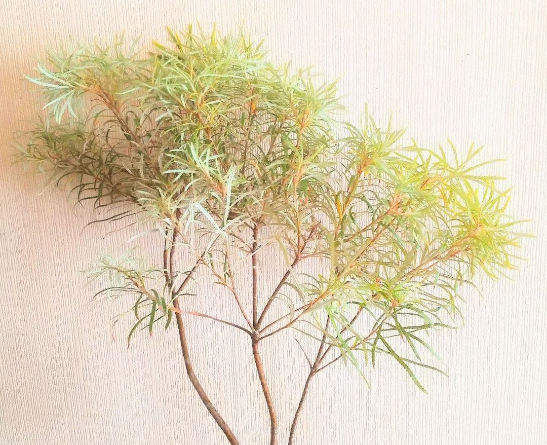 希少/バンクシア【ヘアピン:スピヌロサ】苗 観葉植物 イエローオレンジ苗木 庭木