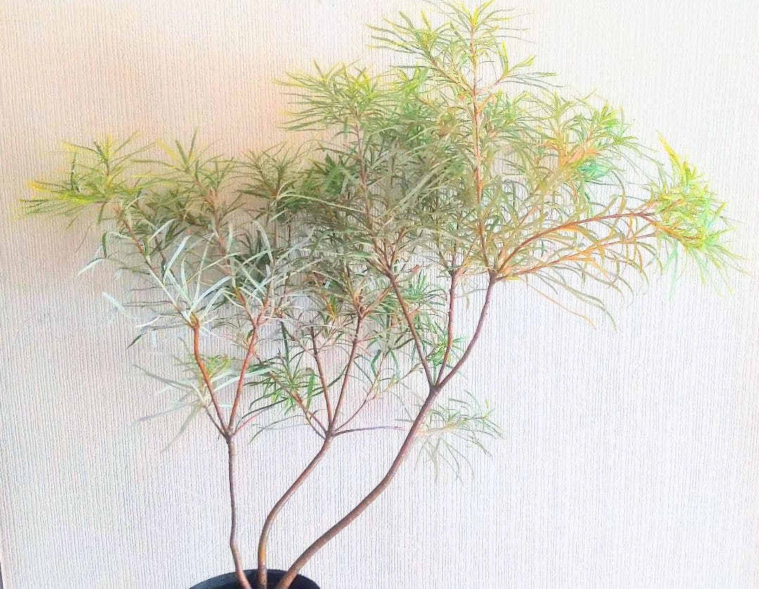 希少/バンクシア【ヘアピン:スピヌロサ】苗 観葉植物 イエローオレンジ苗木 庭木