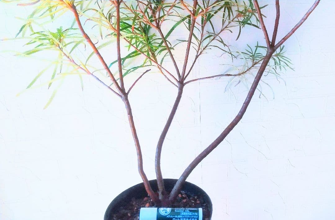 希少/バンクシア【ヘアピン:スピヌロサ】苗 観葉植物 イエローオレンジ苗木 庭木