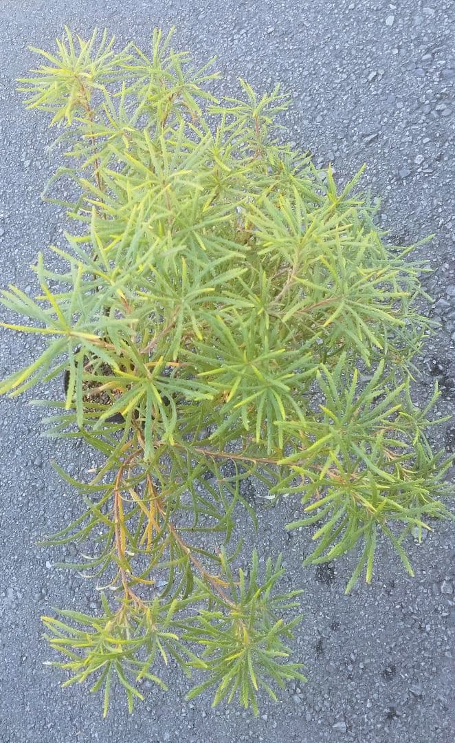 希少/バンクシア【ヘアピン:スピヌロサ】苗 観葉植物 イエローオレンジ苗木 庭木