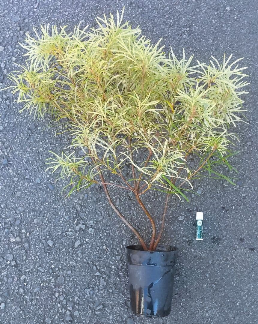 希少/バンクシア【ヘアピン:スピヌロサ】苗 観葉植物 イエローオレンジ苗木 庭木