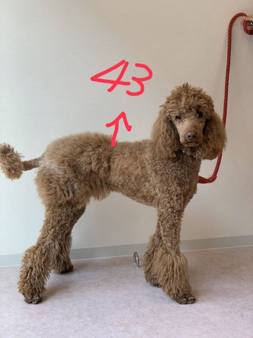 ペット用お遍路白衣さんや袋付き&輪袈裟　大型わんちゃん用　3点セット