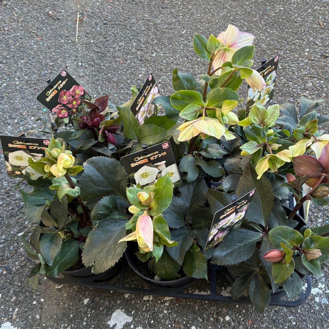 クリスマスローズ氷の薔薇6鉢 開花株