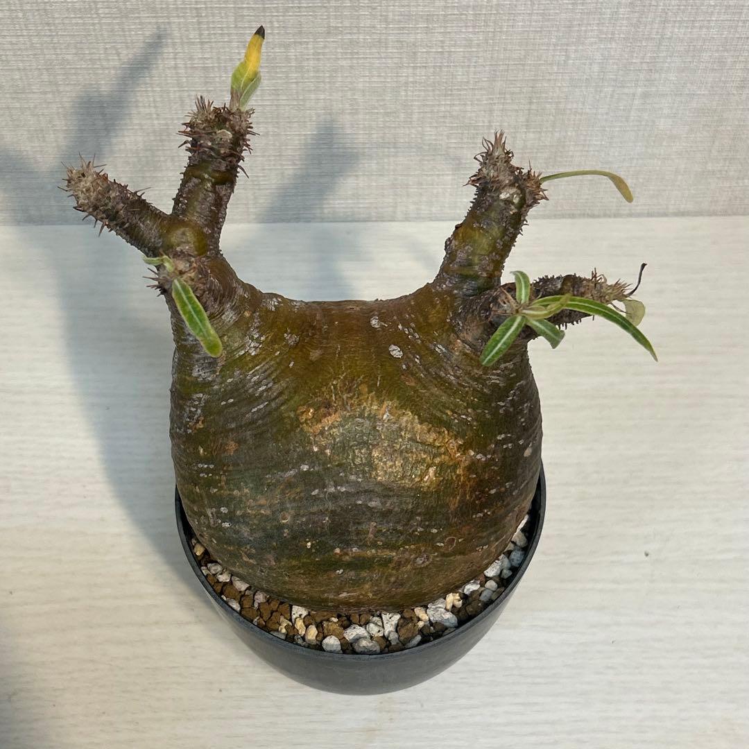 【美株・低重心】パキポディウム・グラキリス　現地球　発根済み