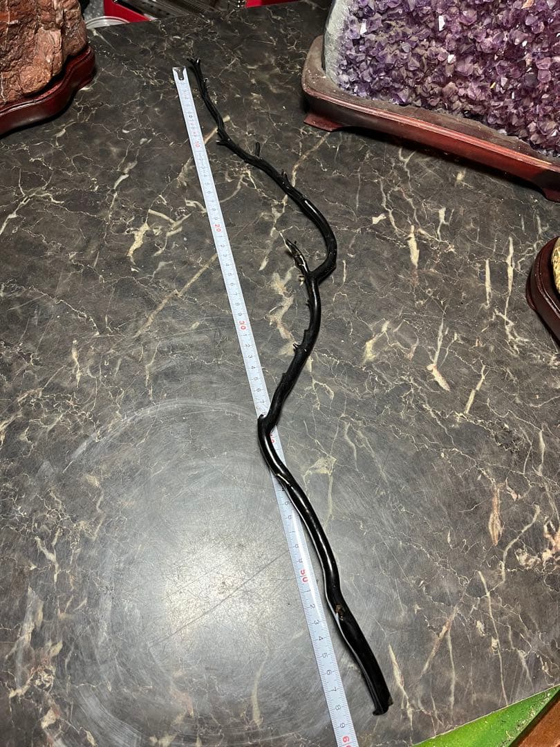 黒松珊瑚、海松、黒海松、深海珊瑚、黒珊瑚、