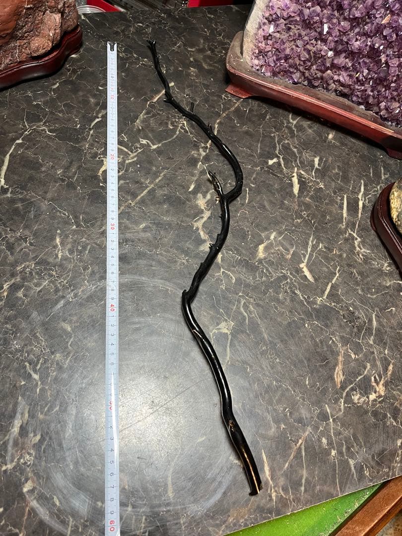 黒松珊瑚、海松、黒海松、深海珊瑚、黒珊瑚、