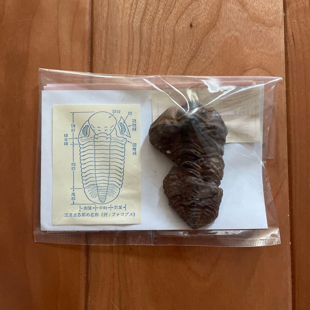 三葉虫　アンモナイト　サメの歯　化石