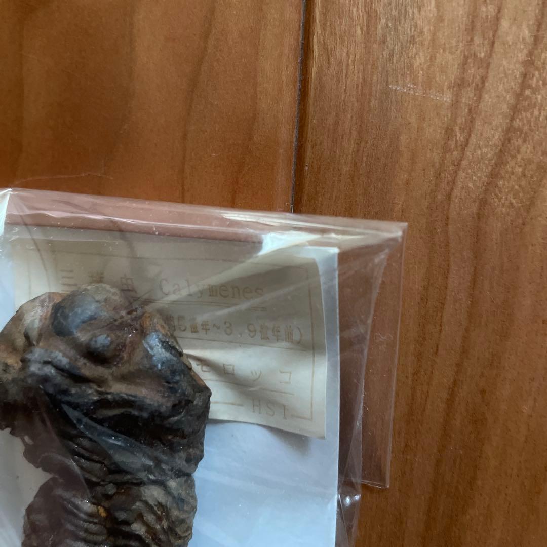 三葉虫　アンモナイト　サメの歯　化石