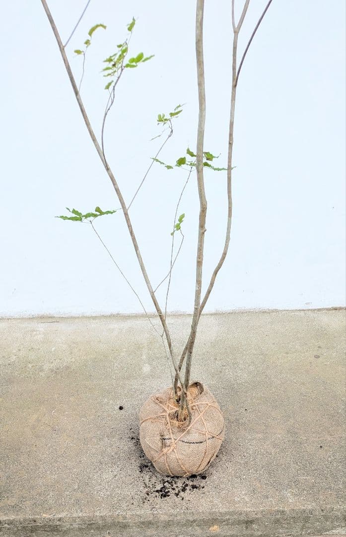 極上。特大。山採りアオダモ。